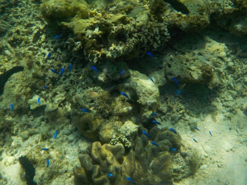 Девятнадцатидневный маршбросок по Филиппинам в ноябре-декабре 2018: Лусон-Палаван-Себу-Бохоль-Негрос-Сикихор-Апо и куча островков архипелага Бакуит