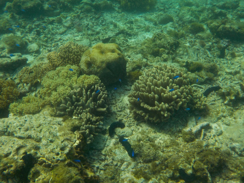 Девятнадцатидневный маршбросок по Филиппинам в ноябре-декабре 2018: Лусон-Палаван-Себу-Бохоль-Негрос-Сикихор-Апо и куча островков архипелага Бакуит