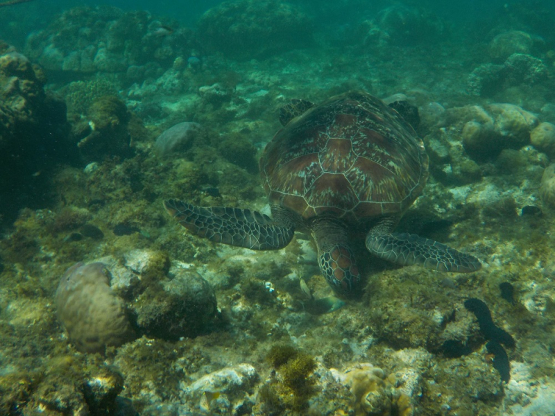 Девятнадцатидневный маршбросок по Филиппинам в ноябре-декабре 2018: Лусон-Палаван-Себу-Бохоль-Негрос-Сикихор-Апо и куча островков архипелага Бакуит