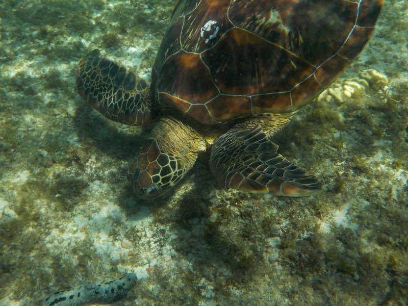 Девятнадцатидневный маршбросок по Филиппинам в ноябре-декабре 2018: Лусон-Палаван-Себу-Бохоль-Негрос-Сикихор-Апо и куча островков архипелага Бакуит