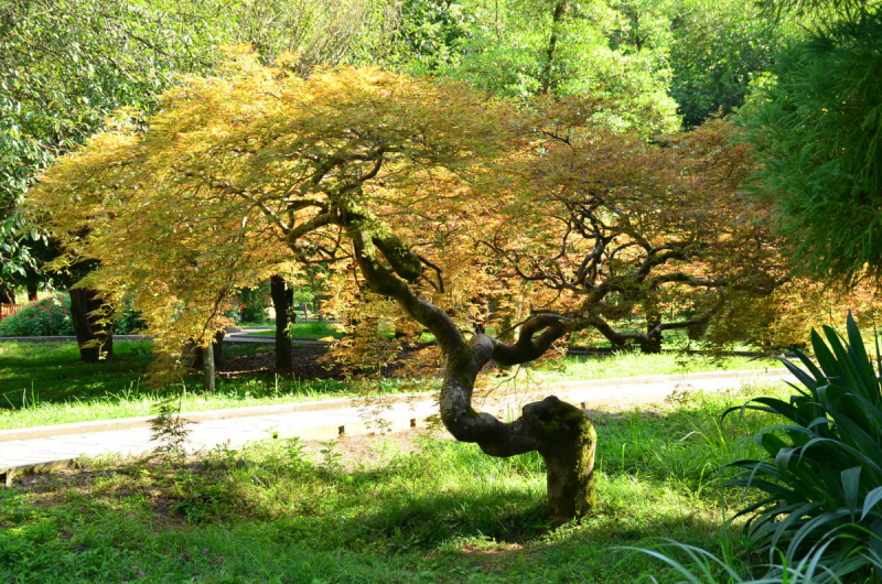 Грузия. Сложилось! Июль 2018. Тбилиси-Степанцминда-Вардзия-Боржоми-Батуми
