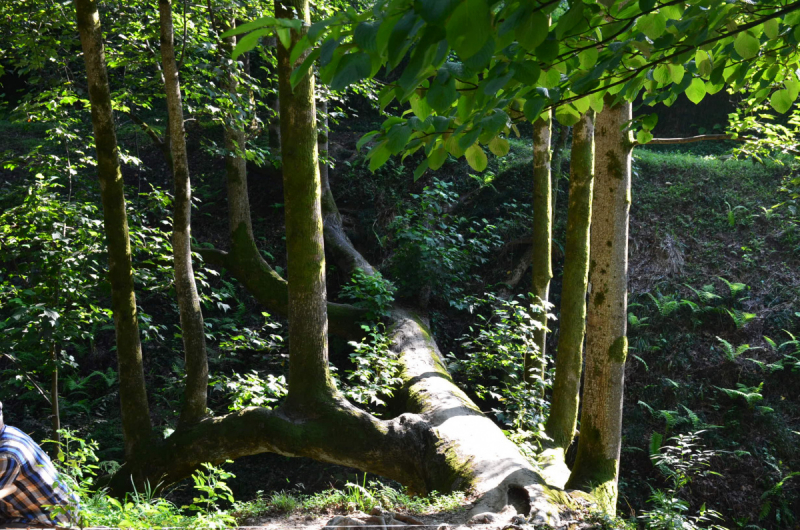 Грузия. Сложилось! Июль 2018. Тбилиси-Степанцминда-Вардзия-Боржоми-Батуми