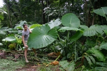 Малайзия октябрь 2011: Kuala Lumpur-Taman Negara-Pehentians