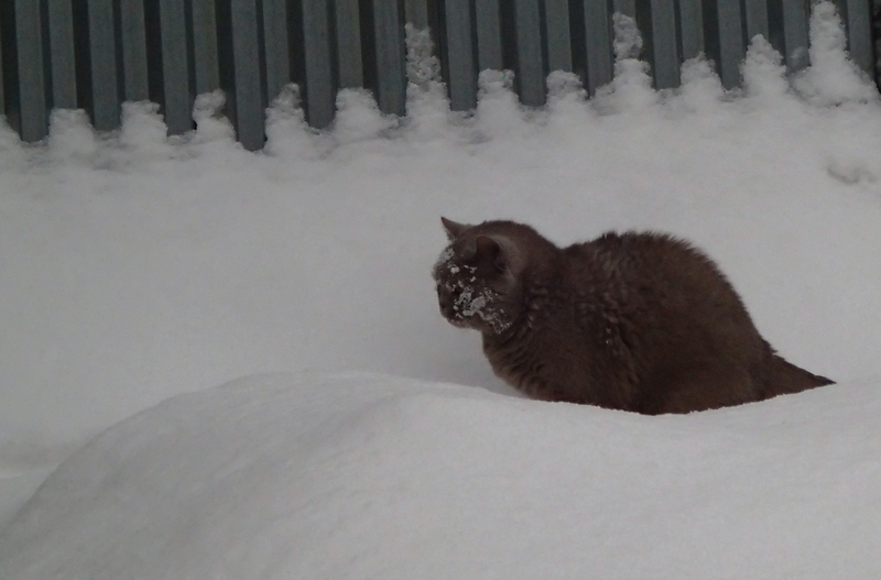 Кошки в нашей жизни. Кошки и все, что с ними связано.