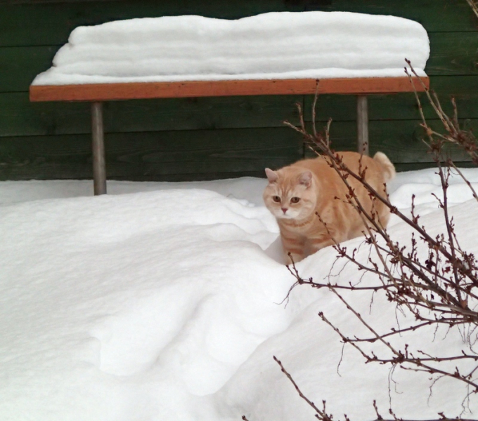 Кошки в нашей жизни. Кошки и все, что с ними связано.
