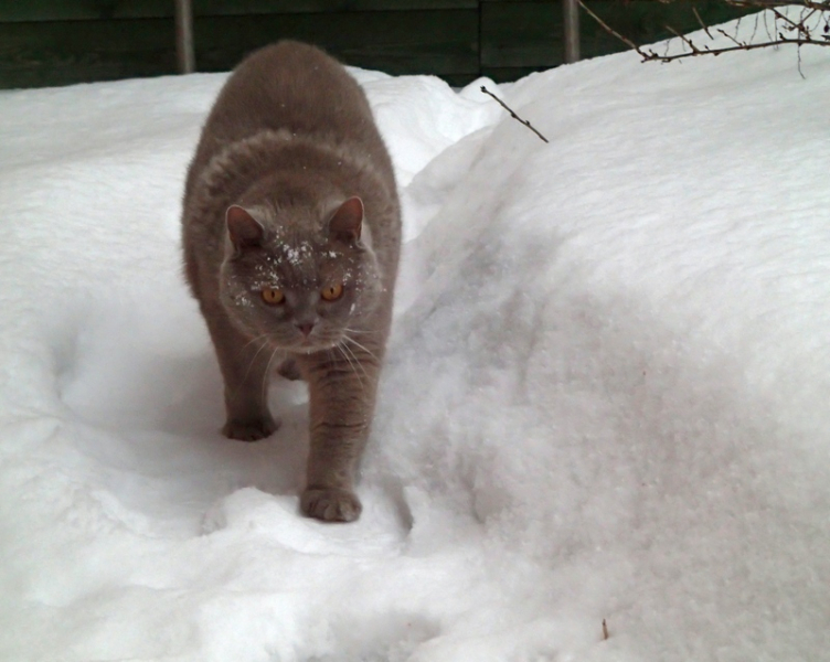 Кошки в нашей жизни. Кошки и все, что с ними связано.