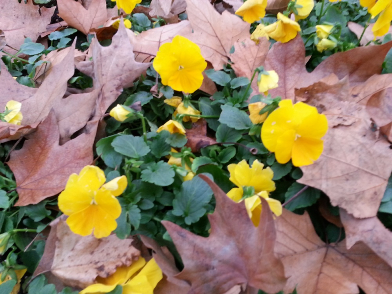 Девятнадцатидневный маршбросок по Филиппинам в ноябре-декабре 2018: Лусон-Палаван-Себу-Бохоль-Негрос-Сикихор-Апо и куча островков архипелага Бакуит