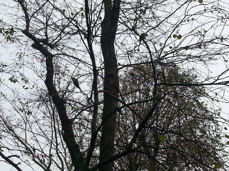 Девятнадцатидневный маршбросок по Филиппинам в ноябре-декабре 2018: Лусон-Палаван-Себу-Бохоль-Негрос-Сикихор-Апо и куча островков архипелага Бакуит