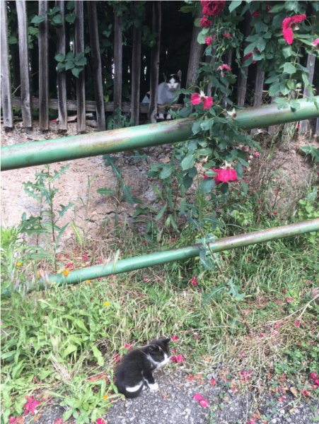 котики