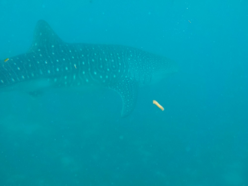 Девятнадцатидневный маршбросок по Филиппинам в ноябре-декабре 2018: Лусон-Палаван-Себу-Бохоль-Негрос-Сикихор-Апо и куча островков архипелага Бакуит