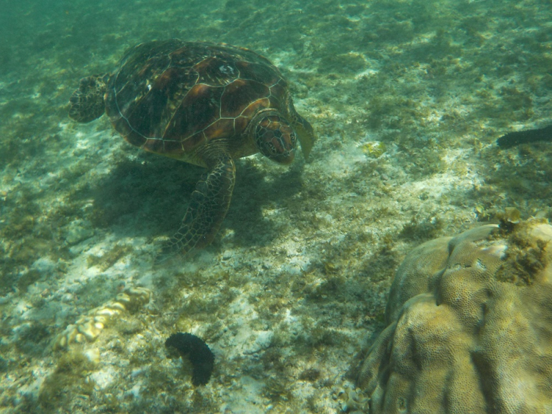 Девятнадцатидневный маршбросок по Филиппинам в ноябре-декабре 2018: Лусон-Палаван-Себу-Бохоль-Негрос-Сикихор-Апо и куча островков архипелага Бакуит