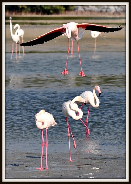 летящий фламинго 3