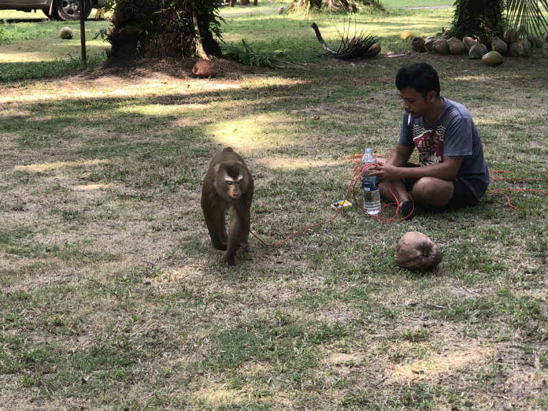 Ко Куд 17/18/19/20/пандемия/22/23/24/25/26 - по протоптанным тропам. 39 + 33 + 31 + 35 + 34 + 58 + 71 восходов и закатов.