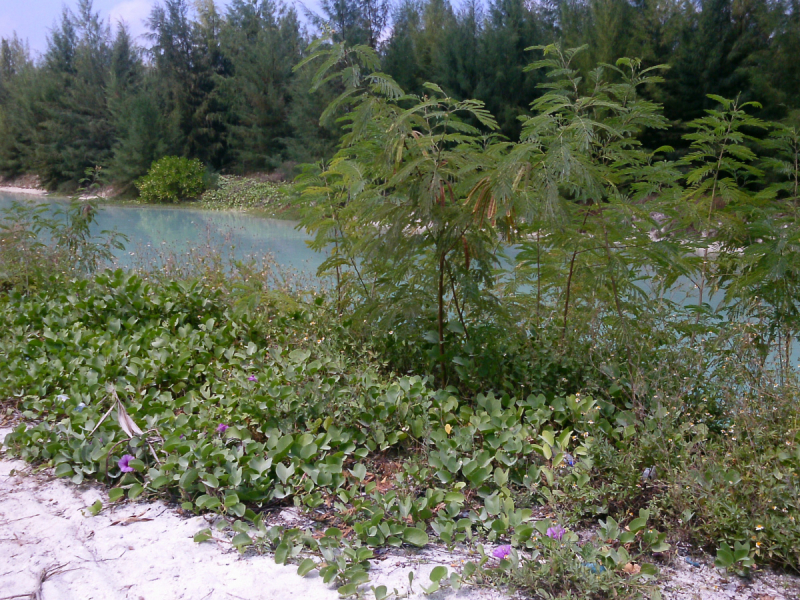 Скрупулезное описание малобюджетной поездки Hulhumale-Male-Villingili-Male-Rasdhoo-Himandhoo в январе 2019