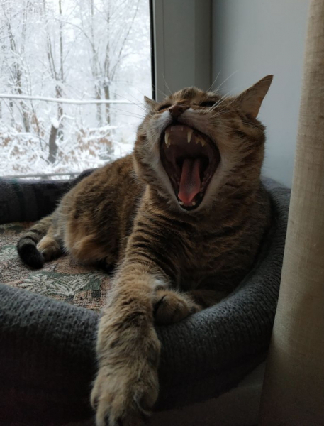 Кошки в нашей жизни. Кошки и все, что с ними связано.