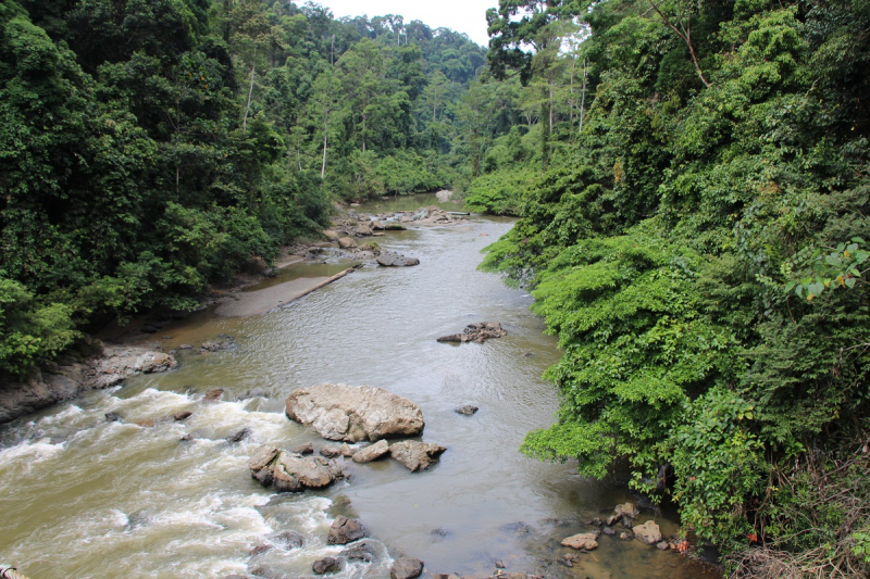 В джунглях Борнео: Данум Валлей и река Кинабатаган, июнь 2018