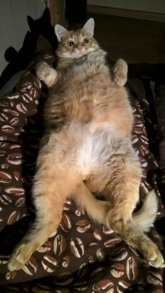 Кошки в нашей жизни. Кошки и все, что с ними связано.