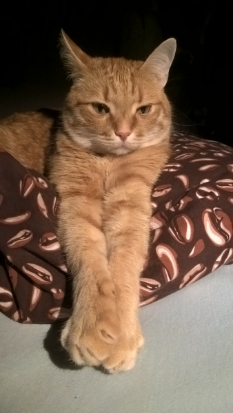 Кошки в нашей жизни. Кошки и все, что с ними связано.