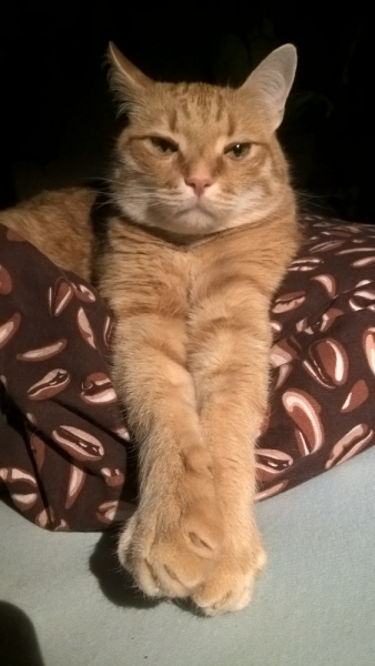 Кошки в нашей жизни. Кошки и все, что с ними связано.