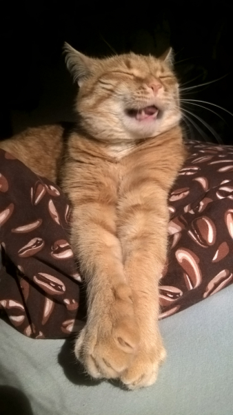 Кошки в нашей жизни. Кошки и все, что с ними связано.