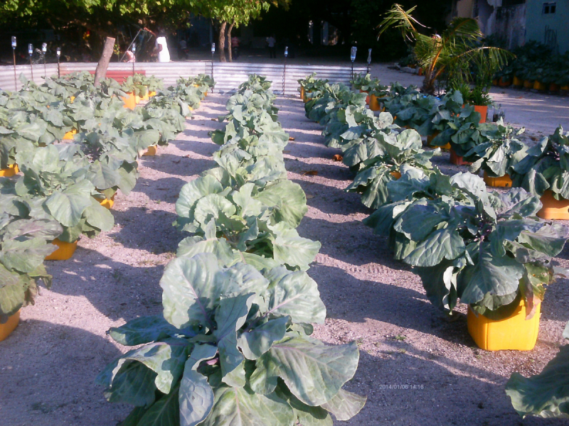 Скрупулезное описание малобюджетной поездки Hulhumale-Male-Villingili-Male-Rasdhoo-Himandhoo в январе 2019