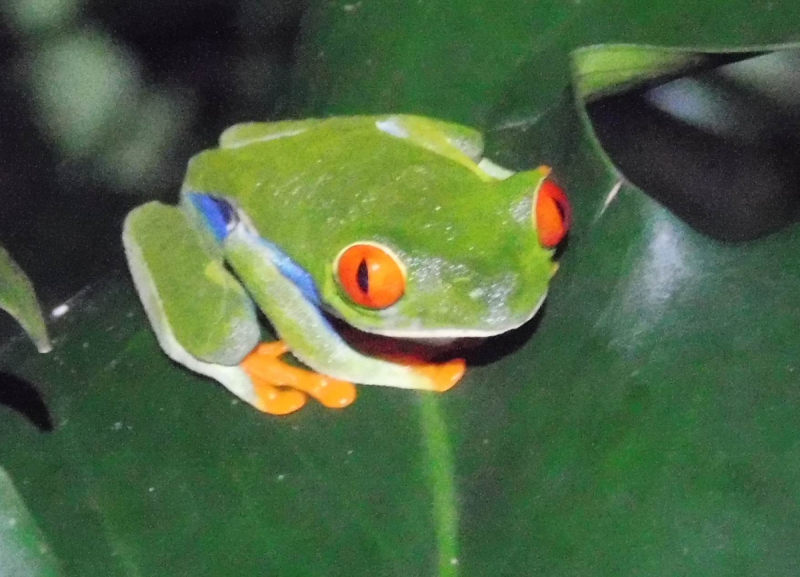 Красноглазые лягушки на Коста-Рике. Где искать?