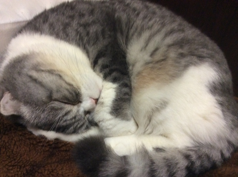 Кошки в нашей жизни. Кошки и все, что с ними связано.