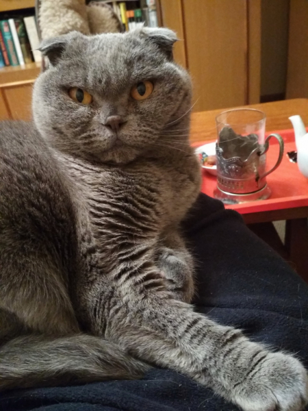 Кошки в нашей жизни. Кошки и все, что с ними связано.