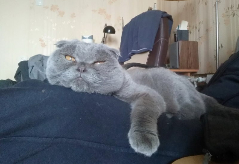 Кошки в нашей жизни. Кошки и все, что с ними связано.