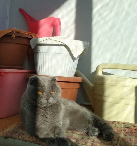 Кошки в нашей жизни. Кошки и все, что с ними связано.