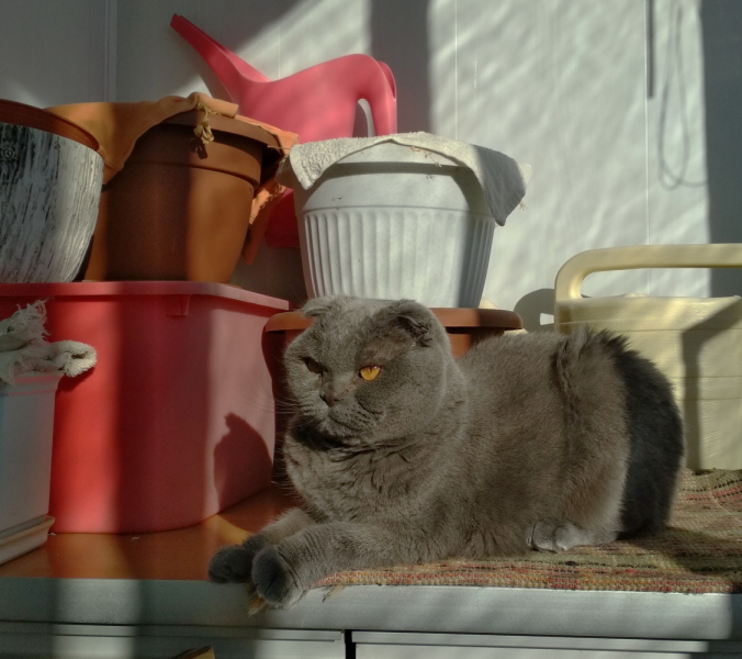 Кошки в нашей жизни. Кошки и все, что с ними связано.