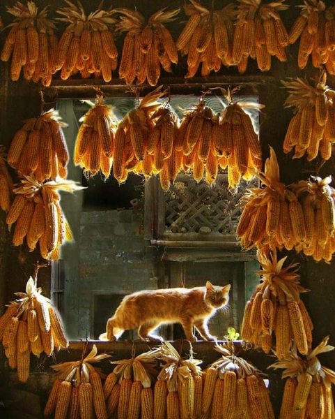 Кошки в нашей жизни. Кошки и все, что с ними связано.