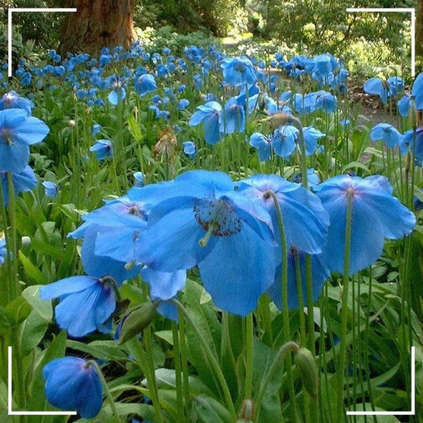 Тибетский мак