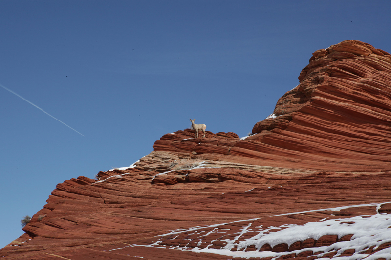 Поездка на The Wave (Coyote Buttes North)