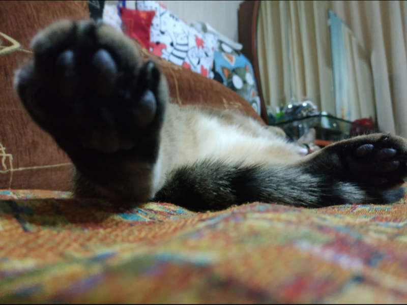 Кошки в нашей жизни. Кошки и все, что с ними связано.