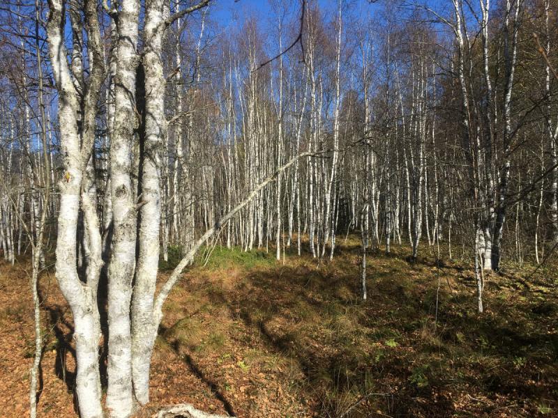 Невшатель. Город и кантон.