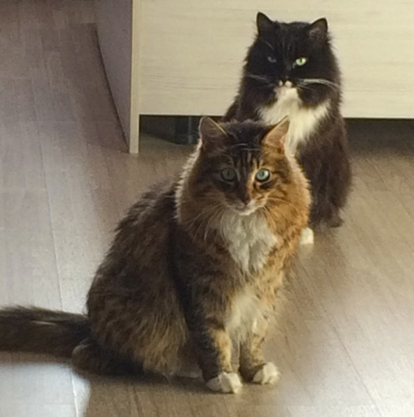 Кошки в нашей жизни. Кошки и все, что с ними связано.