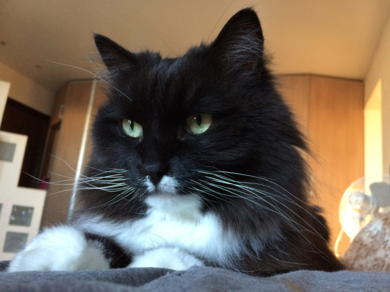 Кошки в нашей жизни. Кошки и все, что с ними связано.