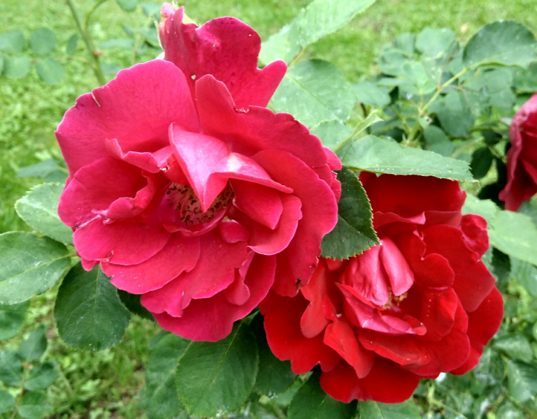 Кошки в нашей жизни. Кошки и все, что с ними связано.