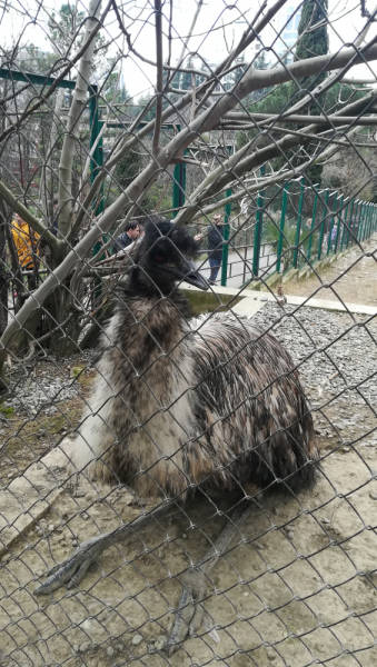 В одиночестве в Сочи. Март 2019