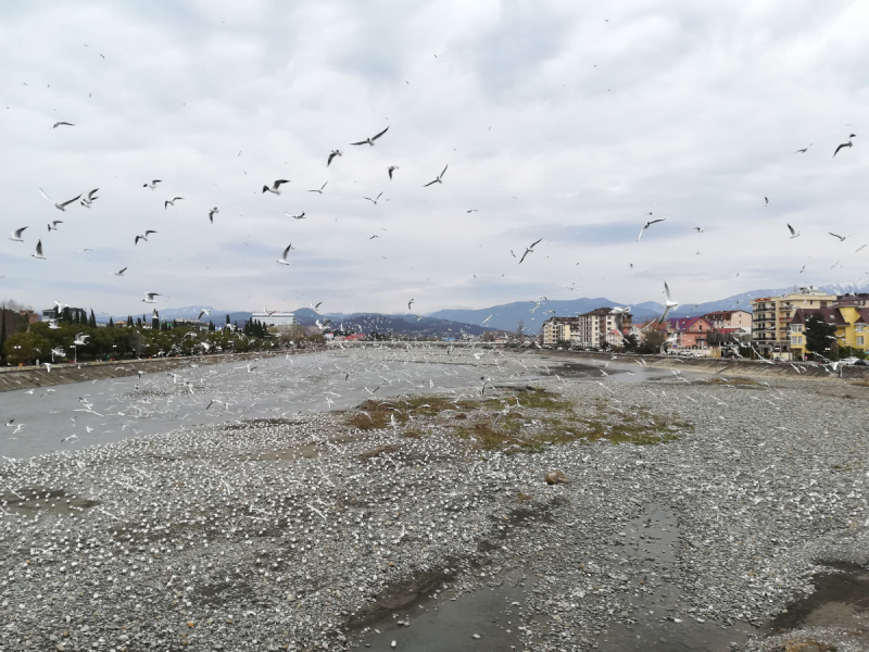 В одиночестве в Сочи. Март 2019