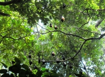 Similan Islands + Khao Lak+ Phi Phi' ноябрь 2011