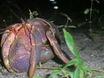 Similan Islands + Khao Lak+ Phi Phi' ноябрь 2011