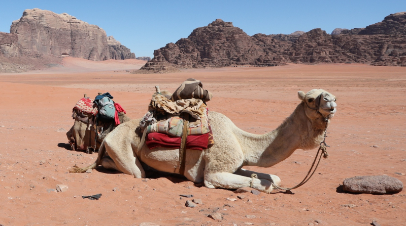 Aqaba→Wadi Rum→Petra→Aqaba, или Гиды идут лесом!