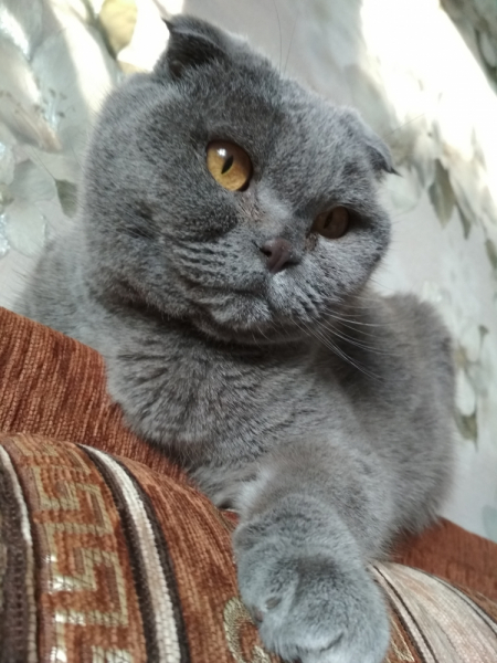 Кошки в нашей жизни. Кошки и все, что с ними связано.