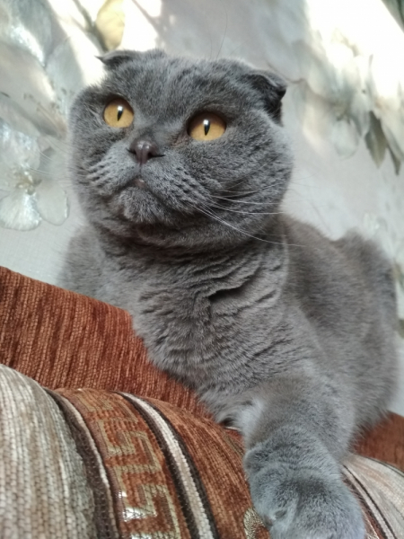 Кошки в нашей жизни. Кошки и все, что с ними связано.