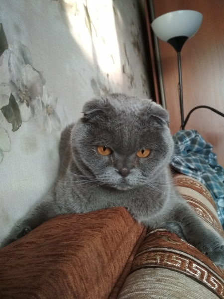 Кошки в нашей жизни. Кошки и все, что с ними связано.