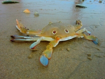 Similan Islands + Khao Lak+ Phi Phi' ноябрь 2011