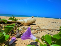 Similan Islands + Khao Lak+ Phi Phi' ноябрь 2011