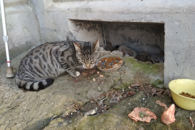 Кошки в нашей жизни. Кошки и все, что с ними связано.